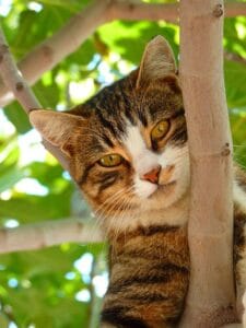 chat dans un arbre