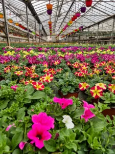 EARL Roubaud Plants Auriol, plants maraîchers et légumes de saison