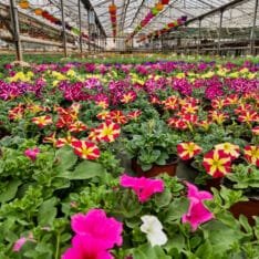 Lire la suite à propos de l’article Vente de plants et légumes à Auriol | EARL Roubaud Plants