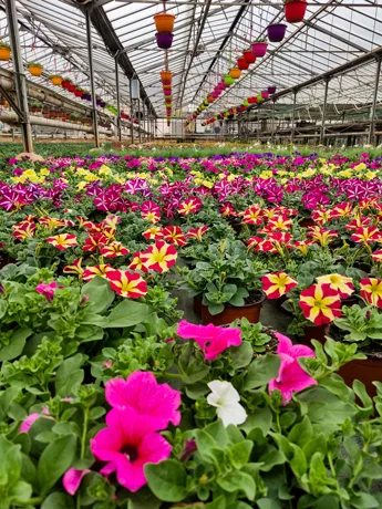 EARL Roubaud Plants Auriol, plants maraîchers et légumes de saison
