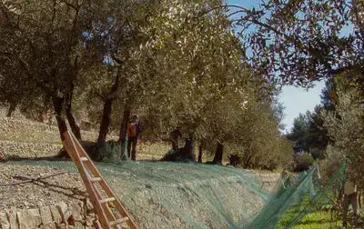 récolte des olives au domaine de la Michelle